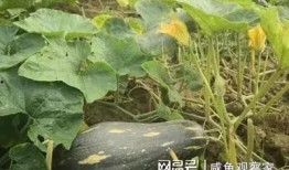 吃嫩瓜南瓜品种,探寻南瓜新宠——吃嫩瓜南瓜品种大揭秘