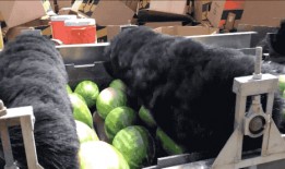 机电吃瓜,揭秘科技圈的那些“瓜”