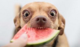 外国吃瓜的狗,趣味横生的跨文化现象解析