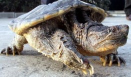 鳄龟吃瓜吗,揭秘它们是否吃瓜