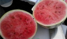 吃瓜避灾,揭秘如何在纷繁复杂中保持冷静与理智