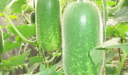 博雅吃瓜图片高清,高清图揭秘明星幕后趣事